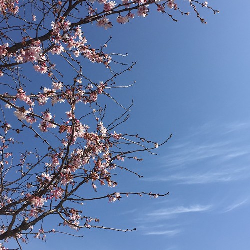青い空に桜