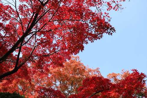 秋真っ盛り Autumn is in full swing