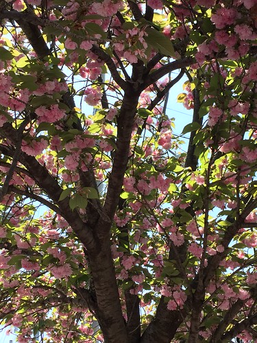 八重桜の木