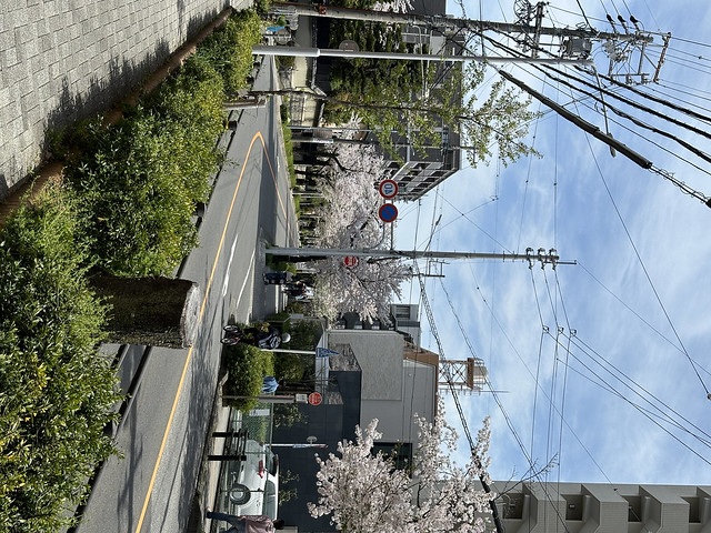昨日の山崎川側から見た本物件、桜が綺麗で...