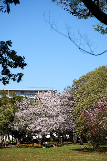 行田公園は桜が満開です。奥にちらっと見え...