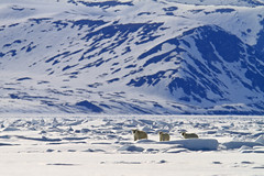 Eisbären,  Baffin Bay, Kanada • <a style="font-size:0.8em;" href="http://www.flickr.com/photos/73418017@N07/6730325833/" target="_blank">View on Flickr</a>
