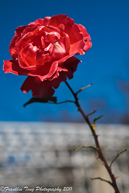 Huntington Library Photowalk- red rose