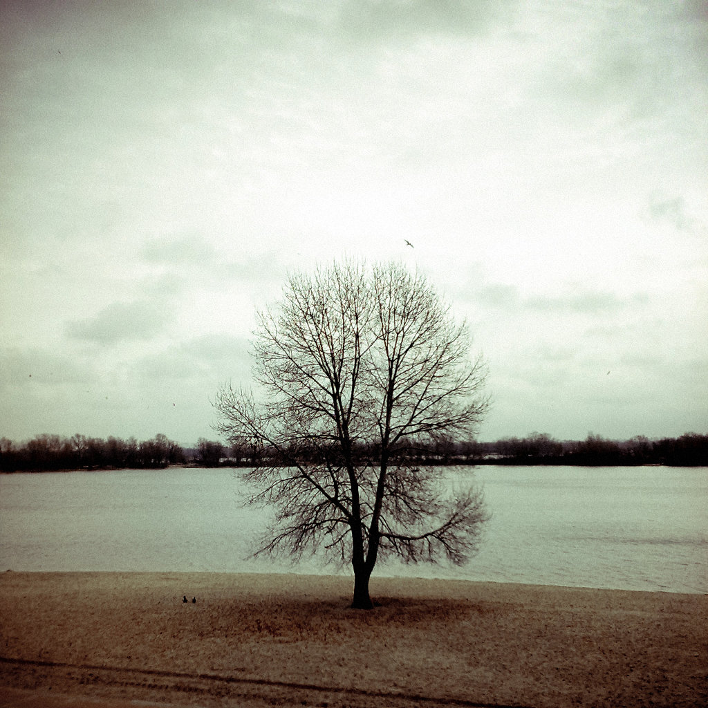 : Tree In Sand