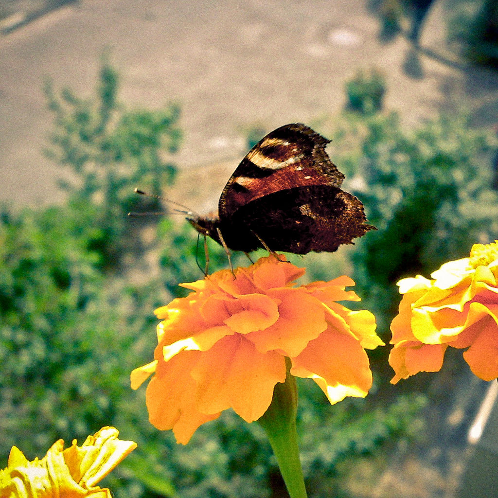 : Butterfly on the Flower