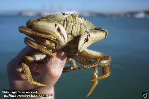 Dungeness Crab - Metacarcinus magister
