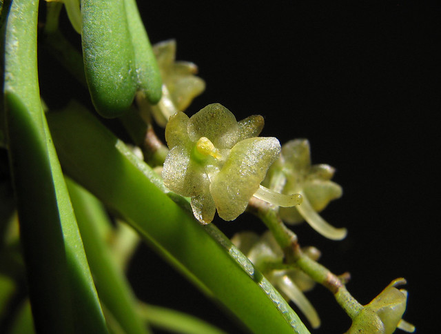 Rhipidoglossum xanthopollinium