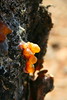 Orange sap on the bark of a Boswellia sacra tree aka FRANKINCENSE grwing in Tigray Province, Ethiopia