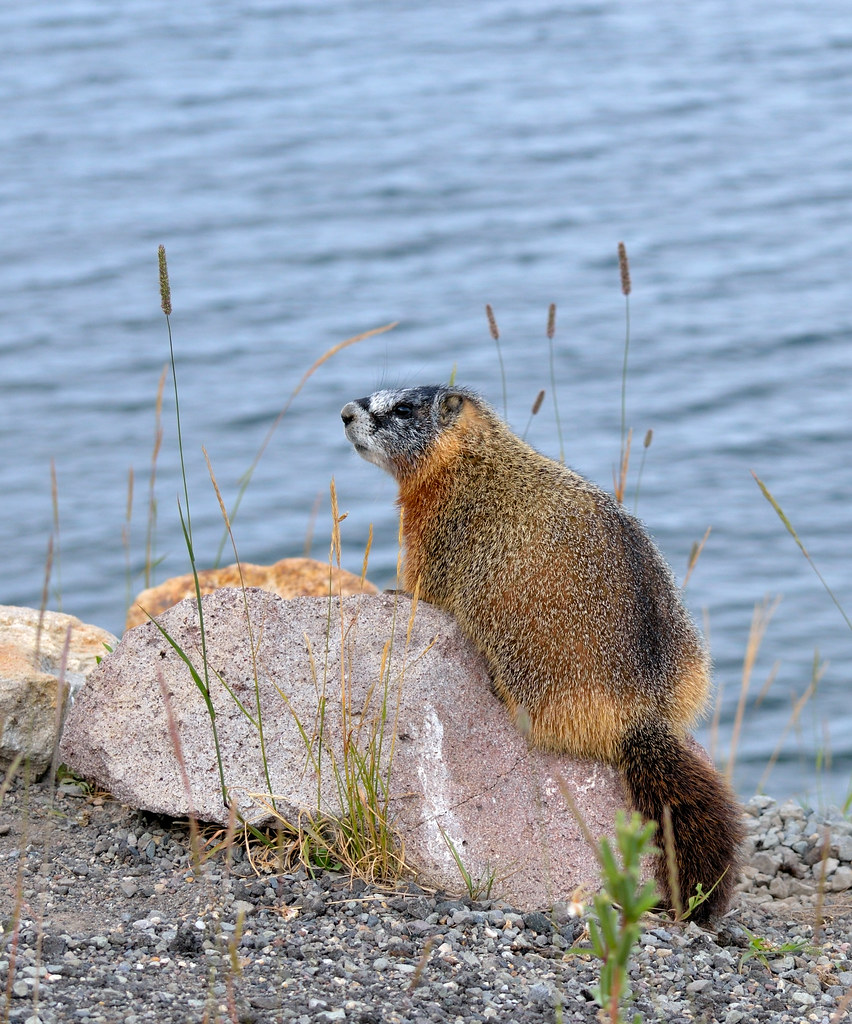 A yellow-bellied marmot