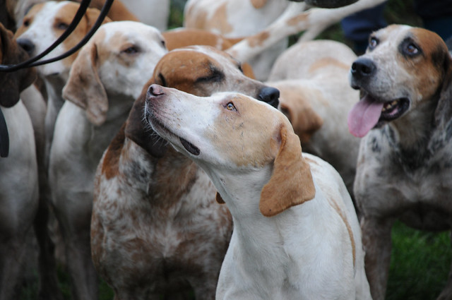 hounds waiting for the hunt