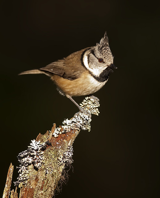 Crested Tit on lichen covered perch in stunning light