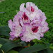 Rododendro blue_peter_2