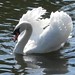 A Swan on Shakespeare's Avon