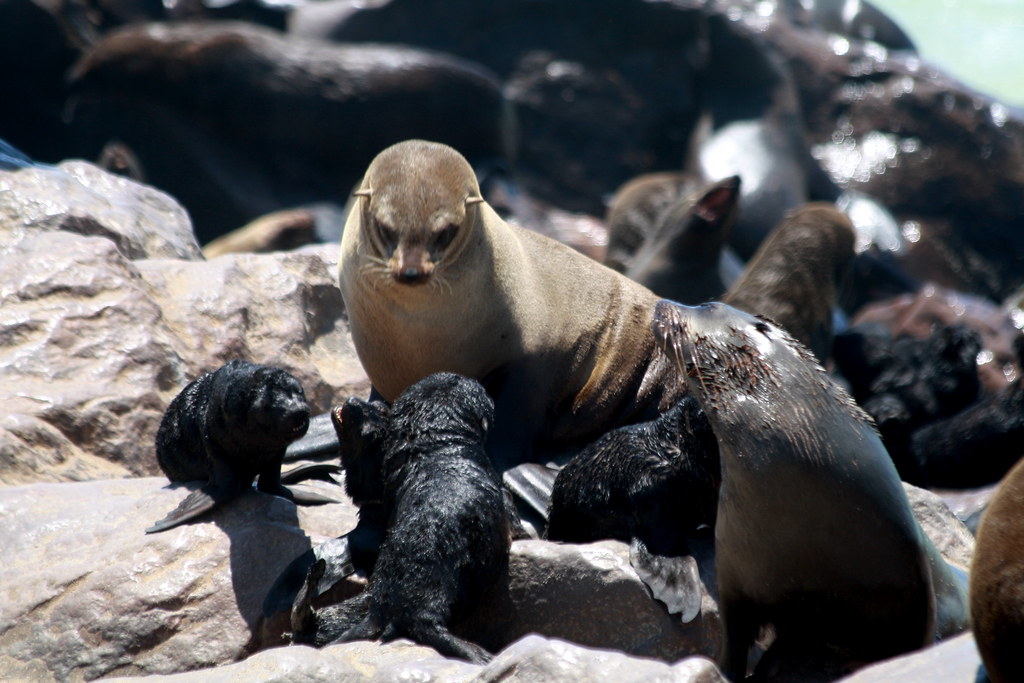 : Cape Cross Seal Colony