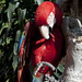 I bei pappagalli dell'Hostal España (3)