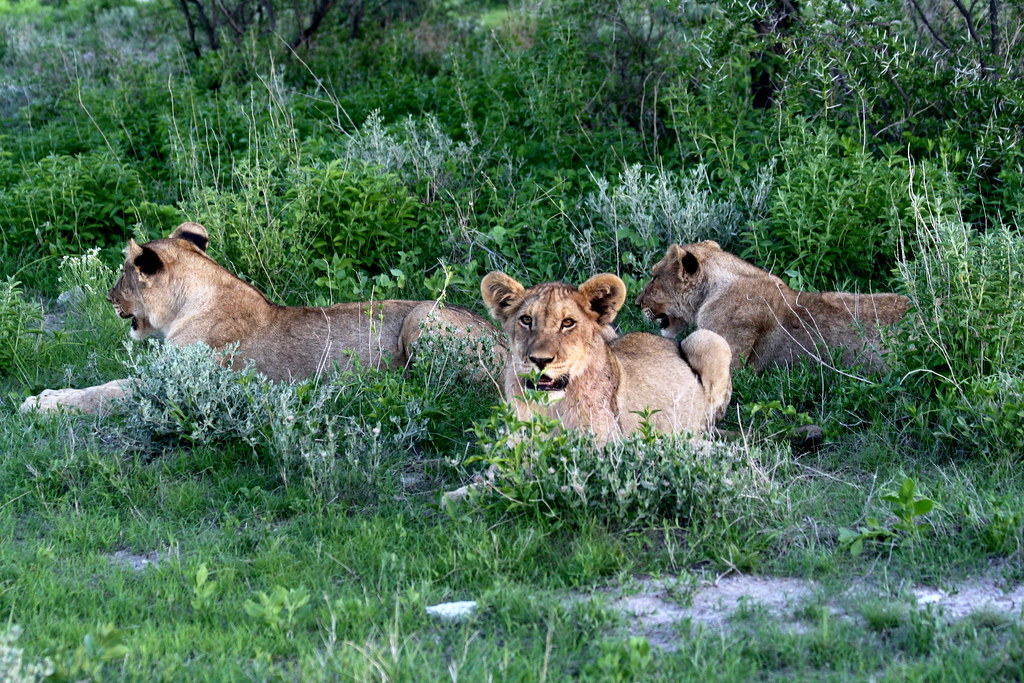 фото: Lions