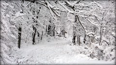 Frosty Footpath - winter snow