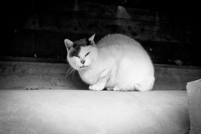 Today's Cat@2012-01-26