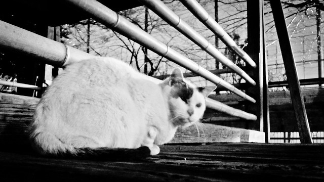 Today's Cat@2012-02-07