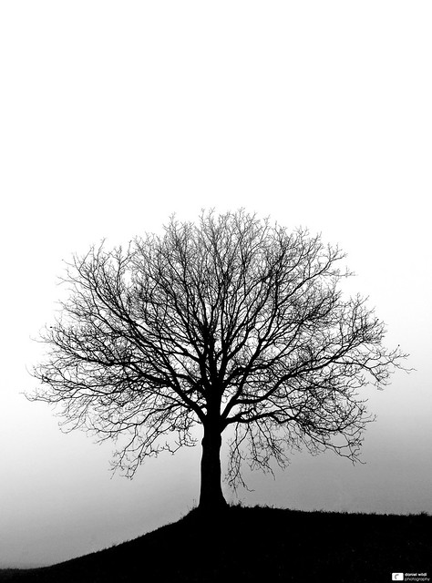 Misty Tree of Life