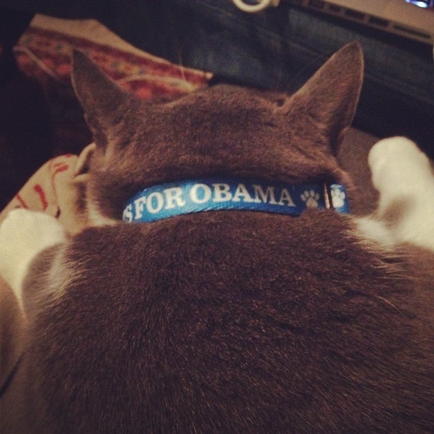 Diego is ready for the REPUBLICAN DEBATEs #catsforobama