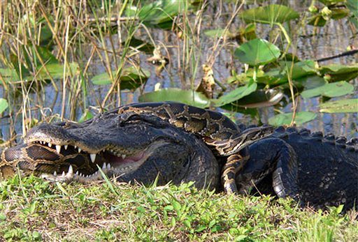 Everglades Pythons