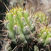 Cactus del Canyon del Colca