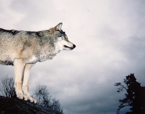 varg wolf