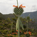 Flora della provincia di Ayacucho (6)
