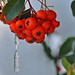 Red fruits in snow