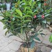 Camellia Amplexicaulis 2
