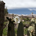 I cactus fioriti con sullo sfondo le montagne del Canyon del Colca