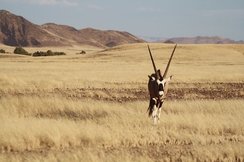 Oryx ©  Jean & Nathalie