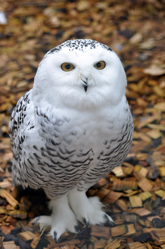 Snowy Owl by Harlequeen, on Flickr