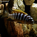 Metriaclima sp. 'zebra long pelvic' Gallireya Reef