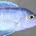 Cynotilapia sp. 'hara' Gallireya Reef
