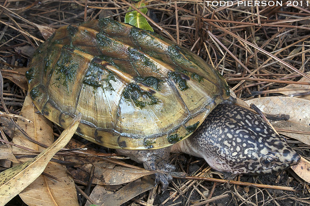 Staurotypus triporcatus: Mexican Giant Musk Turtle