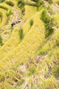 farmers at rice field