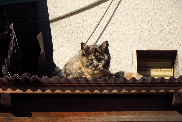 Today's Cat@2012-02-04