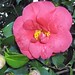 Camellia Ascona 1