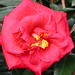 Camellia audusson3