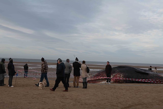 Dead Bull Sperm Whale, Hunstanton, Xmas eve 2011 two of two