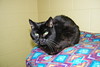 Happy New Year - Wonderful cats at the Mosaic Feline Rescue (Ann Arbor, Michigan) - January 1, 2012