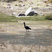 Uccelli che si abbeverano in una laguna verso Chivay (2)