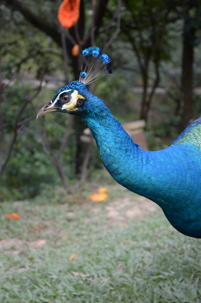 : peacock