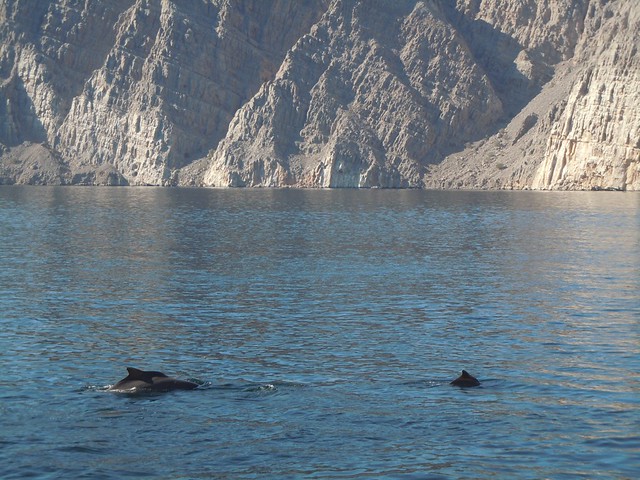 Dolphins in the STRAIT OF HORMUZ