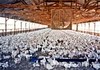 Factory farms animals are the 99 percent