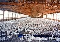 Factory farms animals are the 99 percent