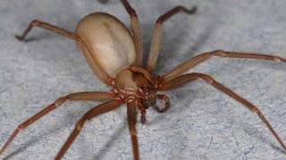 animal BROWN RECLUSE spider 2