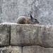 Una viscacha, animale molto comune in Machu Picchu